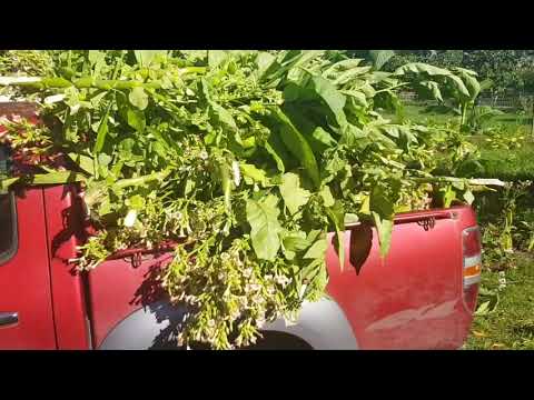 Nu kommer frosten! - Nybonnen