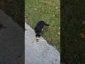Tuxedo Stray Cat Is So Hungry Cat Kitten Cats