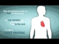 What Is A Heart Murmur And How Does It Relate To Valve Problems