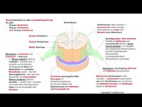 Nervensystem 12: Rückenmark + Spinalnerven
