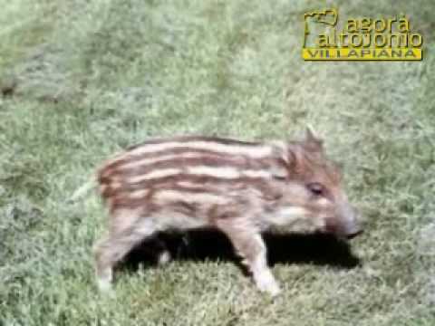 Richiesta Intervento 115 (video divertente)