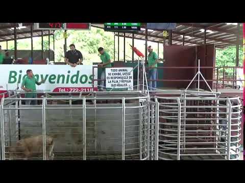 SUBASTA GANADERA DE BOQUERON  5/2/2026