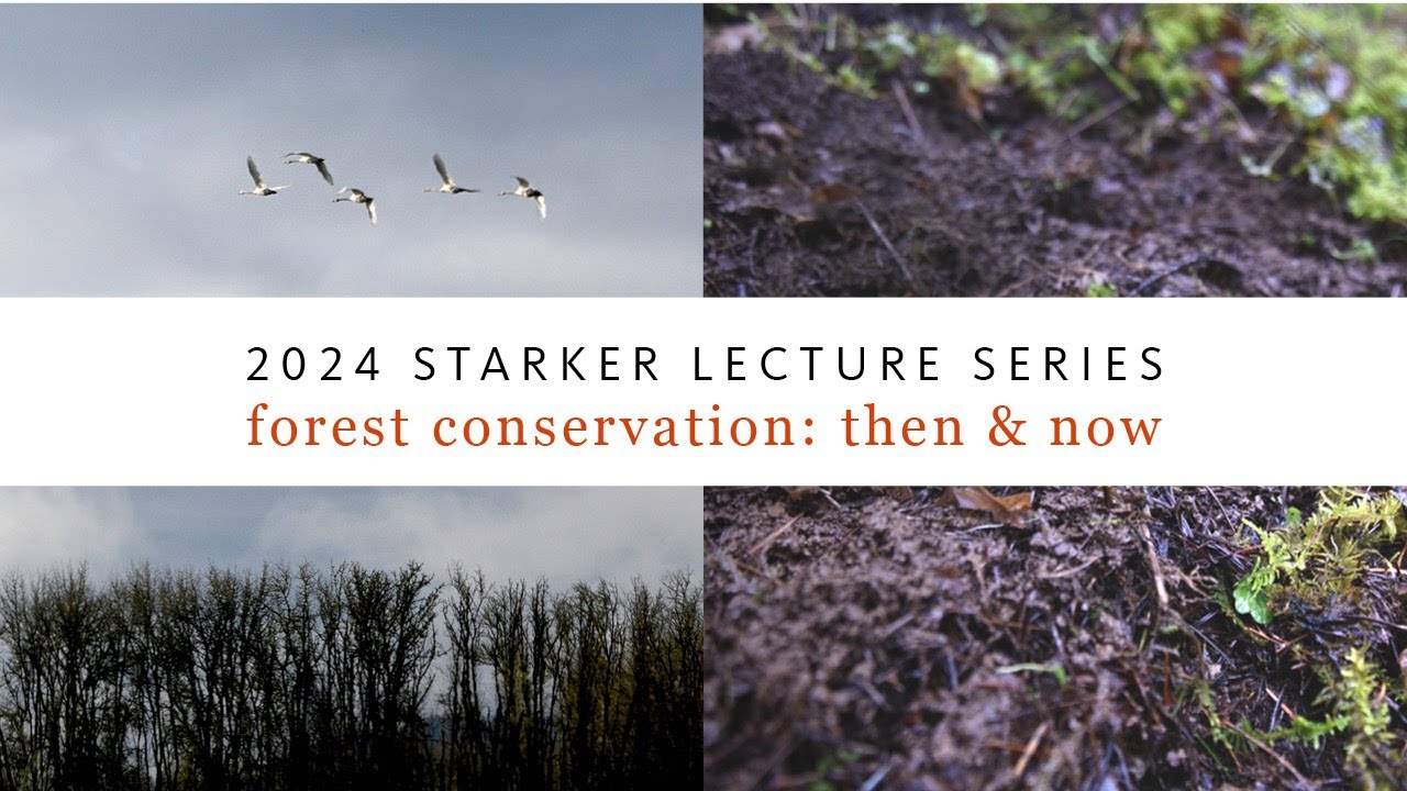 Digging into Forest Soils