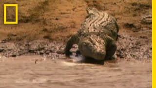 Safety in Numbers | National Geographic