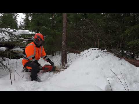 Metsolan Metsäkoulu 250 - Suunnattu kaato yhdellä sahauksella