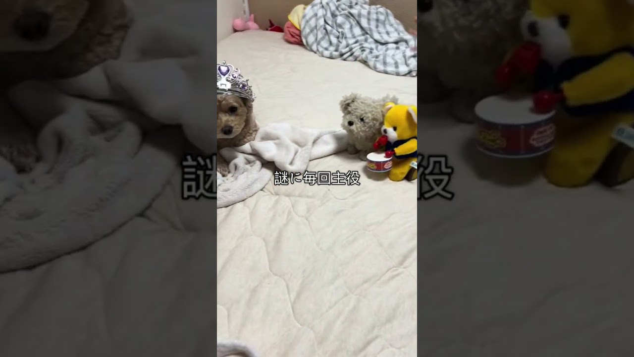 毎回主役　　#誕生日 #犬 #happybirthday #dog