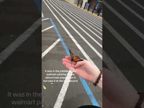 Une femme soigne un papillon blessé