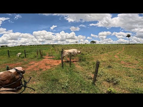 VACA BRAVA ATROPELA TUDO