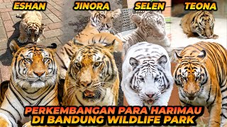 Download lagu ESHAN AND JINORA ARE ALREADY HALFWAY THROUGH THEIR LIVES?! THE JOURNEY OF 4 TIGERS FROM CUBS TO NOW! mp3