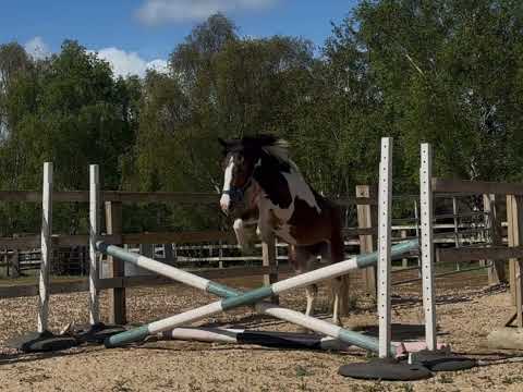 3yo Irish Sports Pony - Image 2