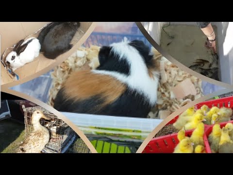 Łomża Market Square 🕊🐓🦆🐦🐷🐇🦃🐍🐟🐩 chickens geese pigeons rabbits turkeys female ducks fish