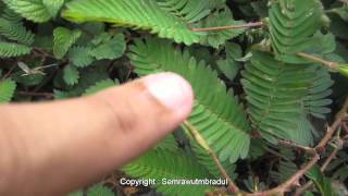 preview picture of video 'Mimosa Pudica - Sensitive plants - Shy Princess'