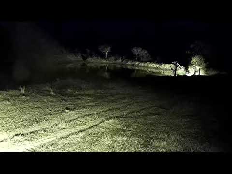 Djuma: Lion-Adult male walks across the dam wall - 01:51 - 08/15/21