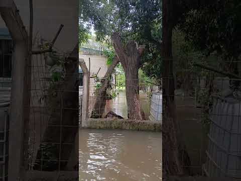 El río empieza a subir en Isla del Cerrito Chaco: El comienzo/Vivir con el niño (parte 6)
