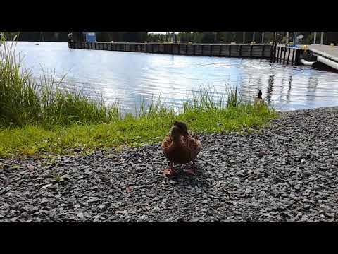 Luontokuvaaja iski jälleen