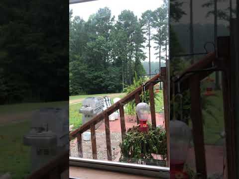 Wasp fights with Hummingbirds