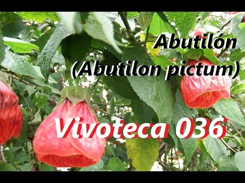 , title : 'Vivoteca 36 Abutilón  Abutilon pictum'