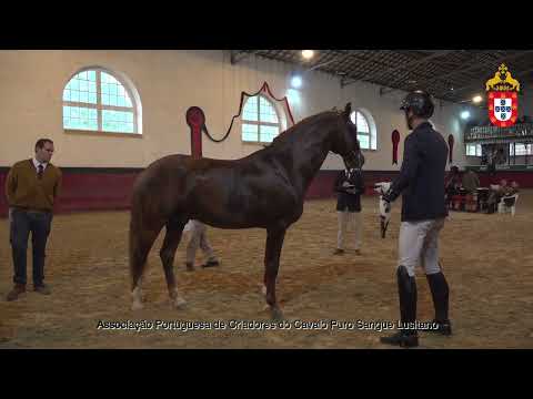 221022 10 Mirante do Borrado - Aprovação de Garanhões