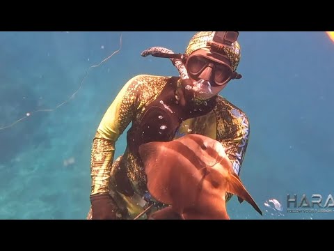 EP833-P2 - Spearfishing in Palawan