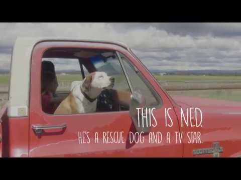 Downward Dog Season 1 (Promo 'A Day in the Life of Ned')