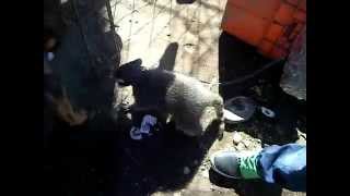 preview picture of video 'mapachita y perrito jugando'