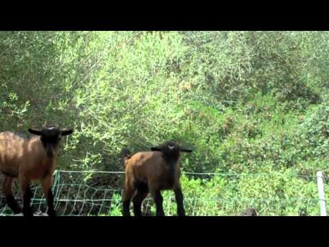 Niedliche Mini Ziegen auf der Finca Toni