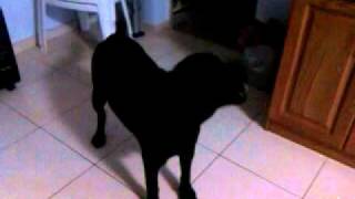 Beethoven singing happy birthday