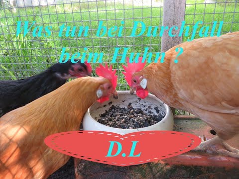 Was tun bei Durchfall beim Huhn?