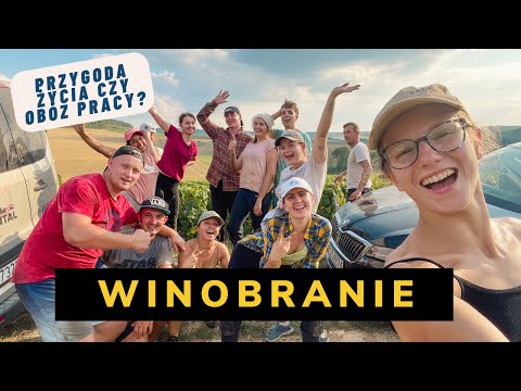 WINOBRANIE - przygoda życia czy obóz pracy?