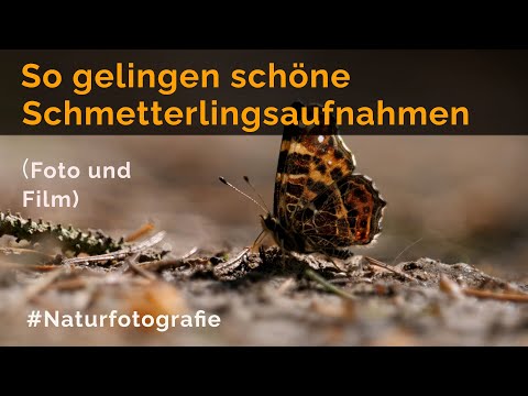So gelingen schöne Schmetterlingsaufnahmen! (Foto und Film)