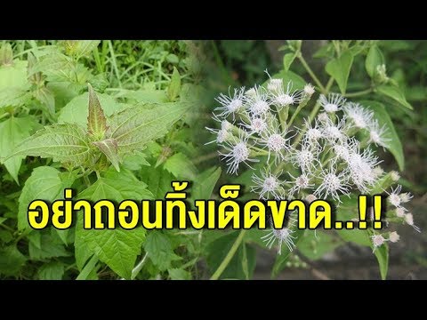 วิธีสำหรับความแข็งแรงดี เพิ่มขึ้นแรงในผู้ชายผลิตภัณฑ์อาหาร
