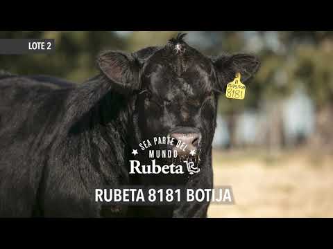 RUBETA 8181 BOTIJA - LOTE 2