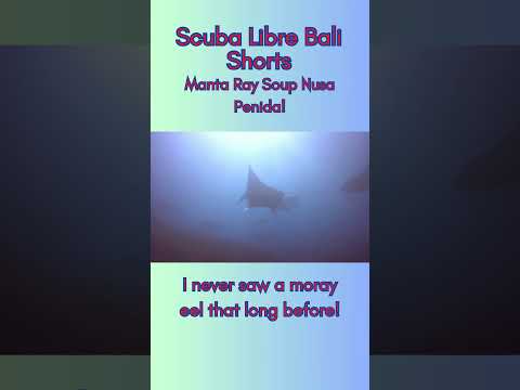 Epic Manta Point Dive in Nusa Penida! #DiveAdventure #diving #scubadiving #fyp
