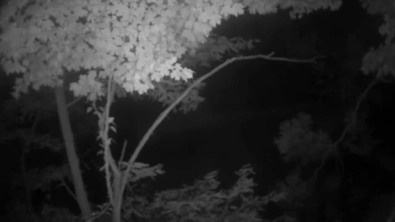 Live webcam view of Violett Cemetery Woodland View