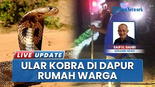 Ular Kobra Teror Rumah Warga Lhokseumawe Aceh, Pemilik Panik Langsung Telepon Damkar Malam-malam