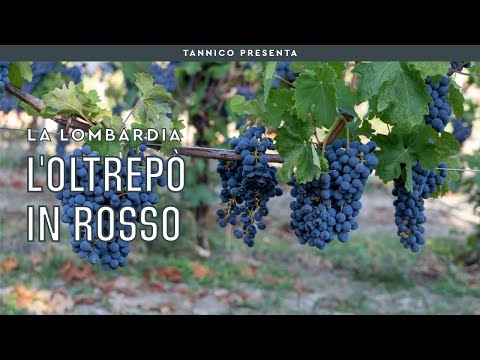 I vini rossi dell'Oltrepò Pavese | Tannico