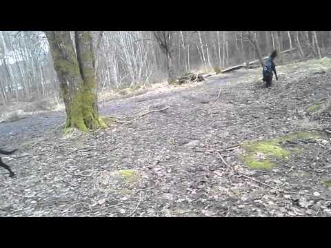 DoggieDog Dagis & Hundpensionat i Bohus, Ale(9)