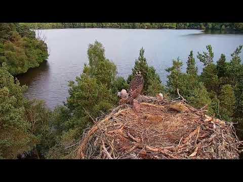Live osprey nest camera at Loch of the Lowes Wildlife Reserve