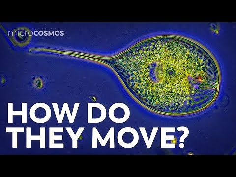 原生動物是如何出行的？ (How Do Protozoa Get Around?)