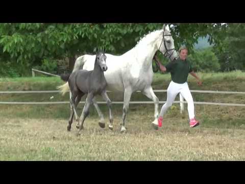 KN 15 HF v. Famous Diamant - Limited Edition