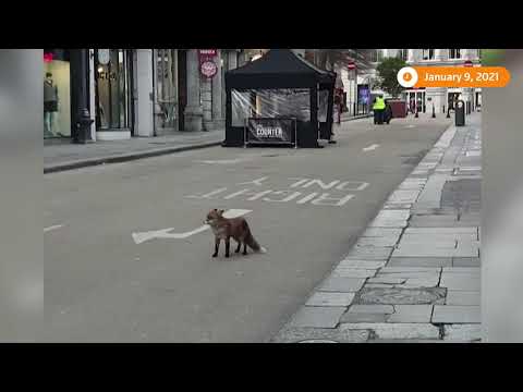 狐狸在都柏林空蕩蕩的街道上游蕩 (Fox roams empty streets of Dublin)