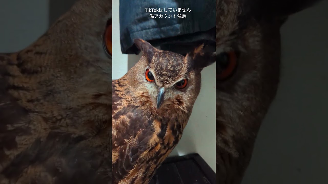 今日はジュニちゃん🦉歩いて来た #癒し #owl