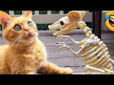 dog 💥funny moment Cats #shorts😁🔥#4