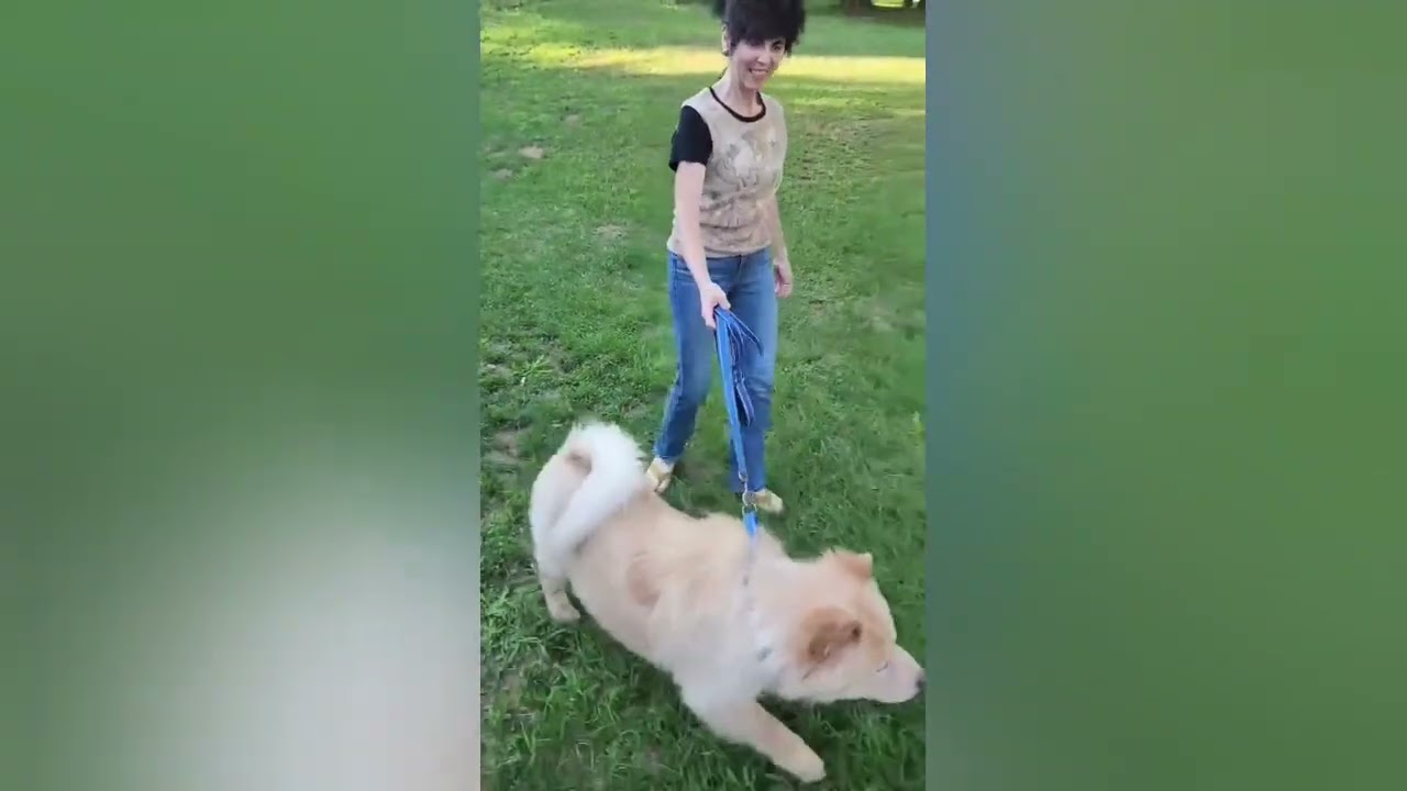 Enlarge SAMI, a ADOPTABLE Chow Chow in Harrisburg, PA video 6/6