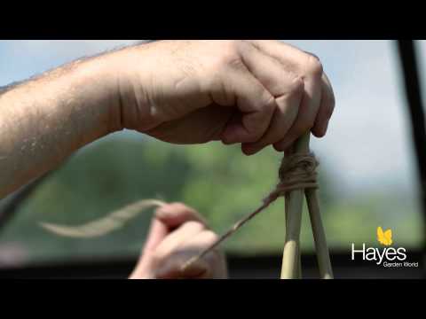 How To Support Growing Cucumbers