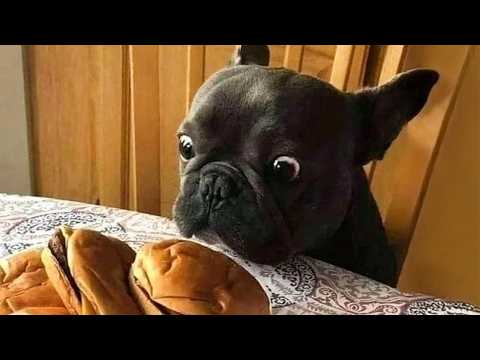When you have a dramatic French Bulldog…🤣 Funny Dog Videos 2025