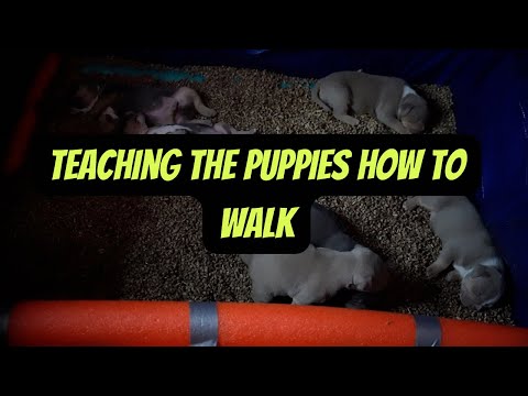 , title : 'Teaching the Puppies How to Walk'