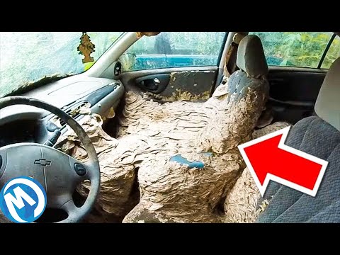 ESTES NINHOS GIGANTES OCUPARÃO SUA CASA