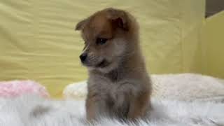 ハーフ犬の動画01