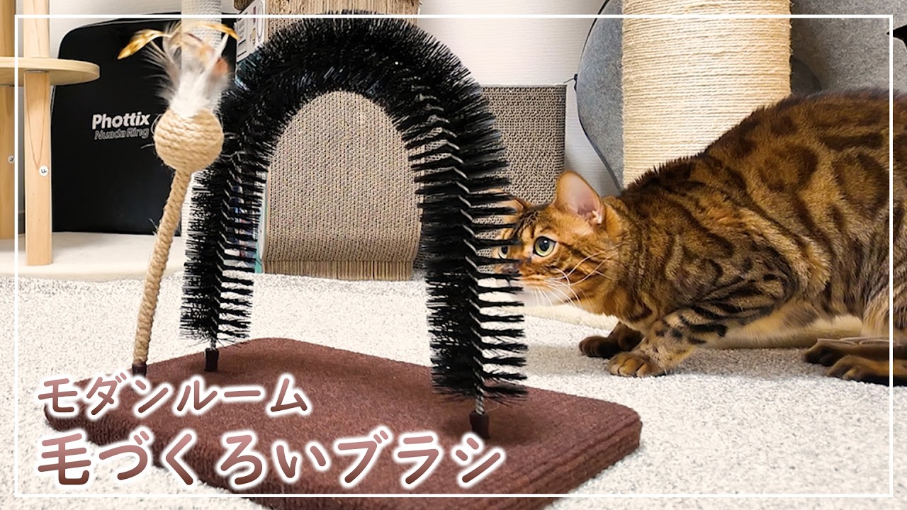 モダンな毛づくろいブラシで遊ぶ猫